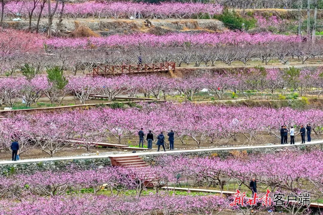 FZ007247499445_A5623655 图片