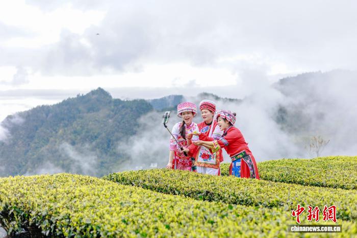 湖北恩施：茶山叠翠茶农“画”中采春茶