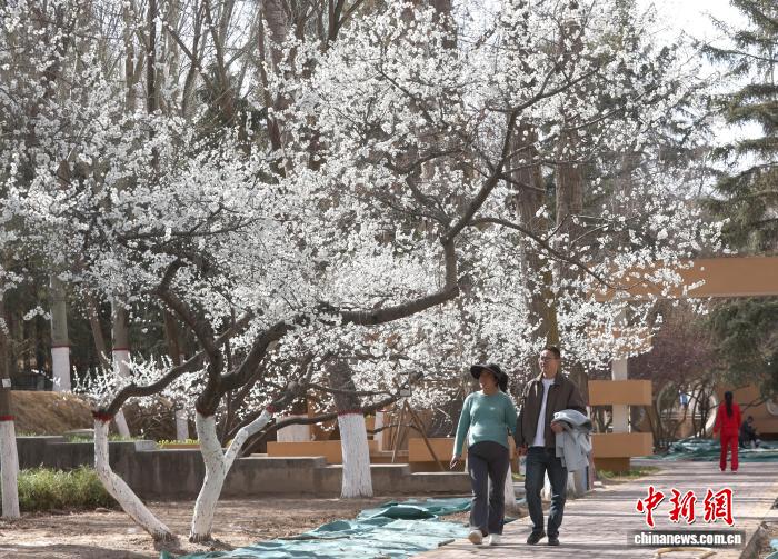 高原古城西宁春意盎然