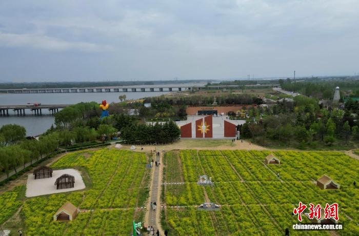 泰安大汶口油菜花飘香